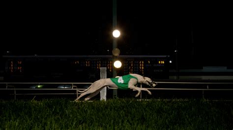 Voters Just Decided To Ban Wagering On Greyhound Racing In The Sport S Biggest State Mother Jones Voters Just Decided To Ban Wagering On Greyhound Racing In The Sport S Biggest State Mother Jones