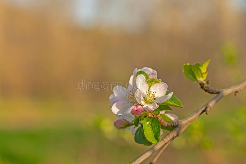 Wallpaper Food Red Plants Branch Baskets Fruit Spring Tree