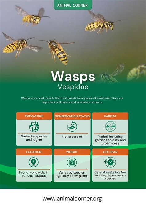 Wasps Facts Nest Habitat Information