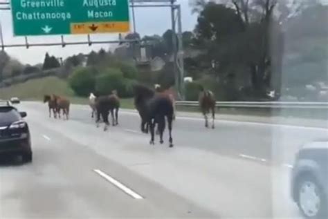 Watch Horses Run Loose On Busy Atlanta Area Highway Upi Com