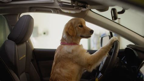 Watch These 6 Heartwarming Subaru Dog Commercials Are A Must See