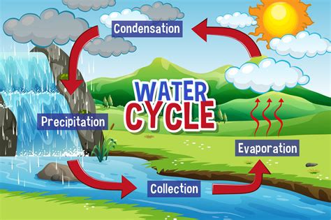 Water Cycle A Diagram Of Water Cycle With Detailed Explanations