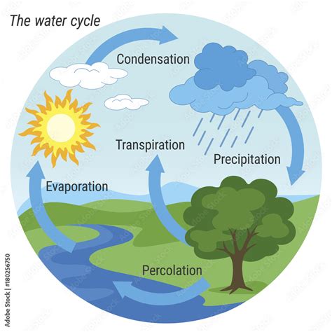 Water Cycle Vector Schematic Representation Of The Water Cycle In Water Cycle Vector Schematic Representation Of The Water Cycle In