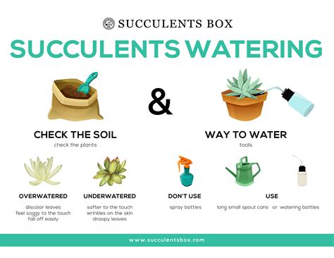 Watering Succulents: Essential Tips for Healthy, Thriving Plants