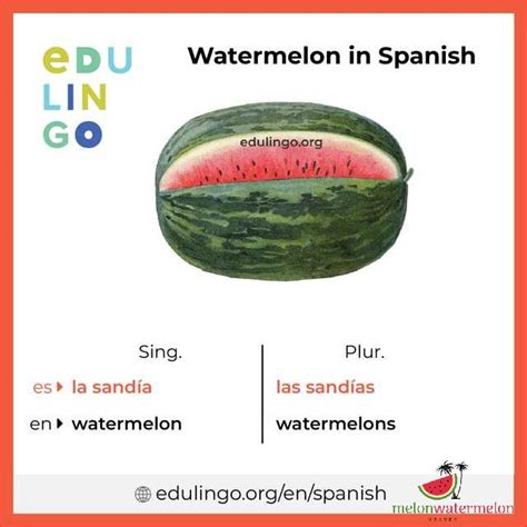 Watermelon in Spanish
