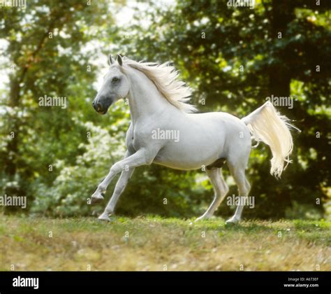 Wei Er Lipizzaner Hengst Fotos Und Bildmaterial In Hoher Aufl Sung