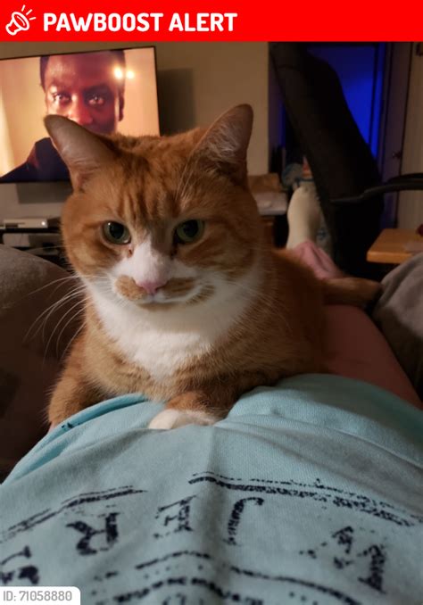 West Manchester Township Pa Lost Male Cat Garfield Is Missing Pawboost West Manchester Township Pa Lost Male Cat Garfield Is Missing Pawboost
