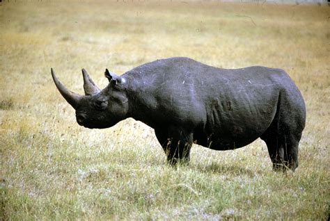 Western Black Rhino Declared Extinct Time