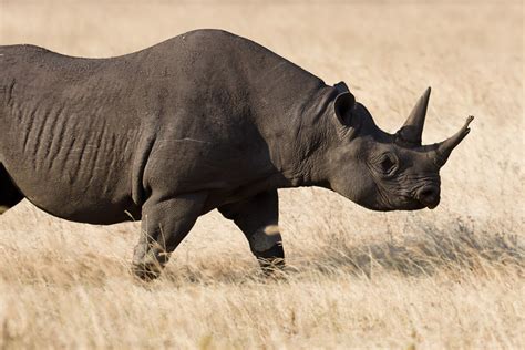 Western Black Rhino Extinction Facts