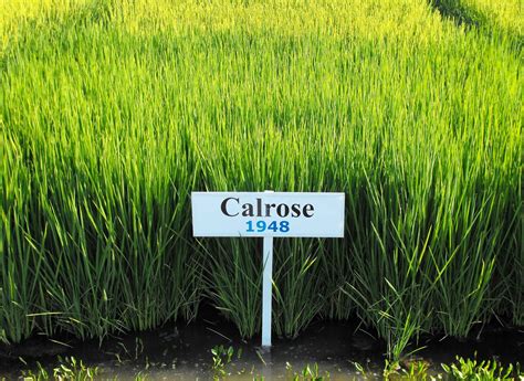 What Amp 39 S New At Calrice Org New Guest Blog Calrose Rice A California