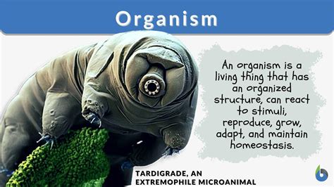 Discover What an Organism Truly Is: Unveiling the Mysteries of Life