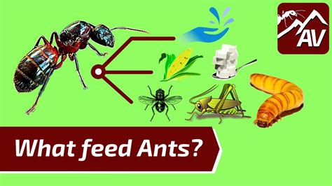 What Ants Need To Survive Antfood Mealworm Farm Youtube