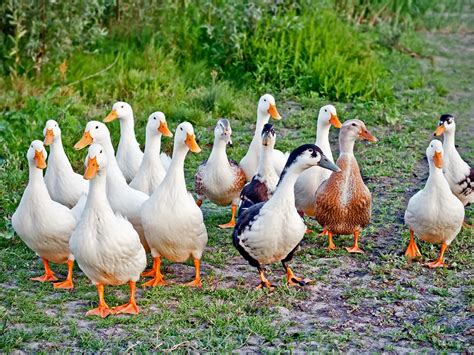 What are Ducks Grouped Collectively Named?