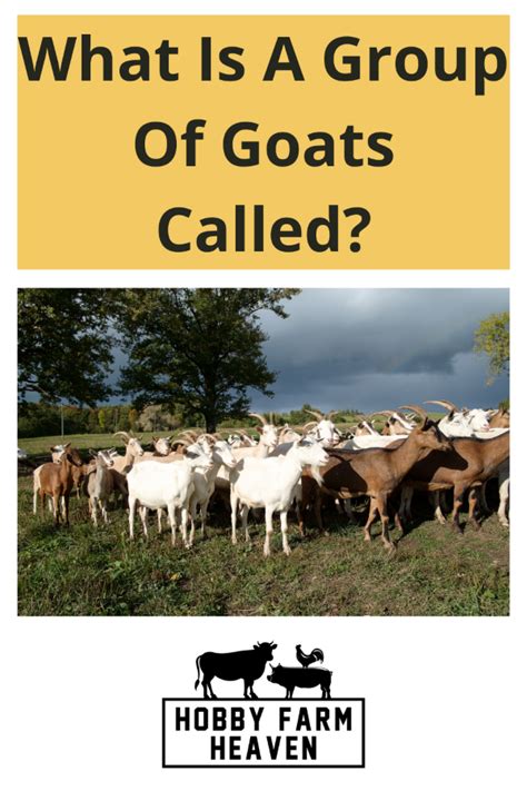 What Are Groups Of Goats Called At Riley Saltau Blog