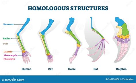 Homologous Structures Defined