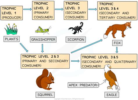 What Are The 4 Levels Of The Food Chain Earth How At Different Mi