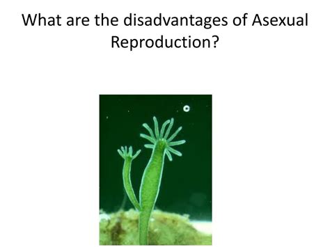 What Are The Disadvantages Asexual Reproduction At Yolanda Borgen Blog