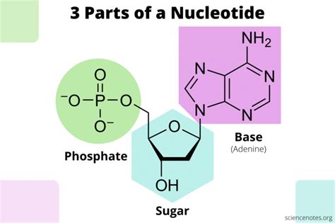 What Are The Three Parts Of A Nucleotide Nucleic Acid Nucleic Acid