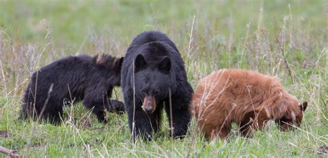 What Bears Do In June Bearwise