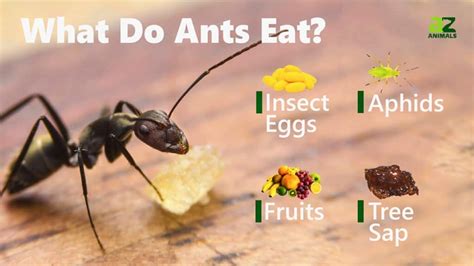 What Do Ants Eat Feeding Nature