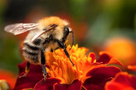 5 Things Bees Eat