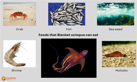 What Do Blanket Octopuses Eat 6 Favorite Foods Feeding Nature