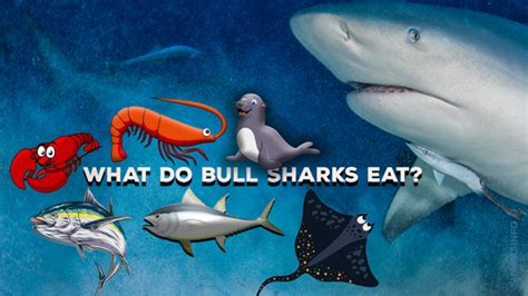 What Do Bull Sharks Eat What Do Bull Sharks Eat