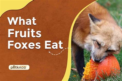 What Do Foxes Eat And More Fox Facts Nvkoohdasht Ir