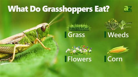 What Do Grasshoppers Eat Grasshopper Diet