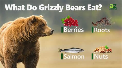 What Do Grizzly Bears Eat Their Diets Explained Imp World