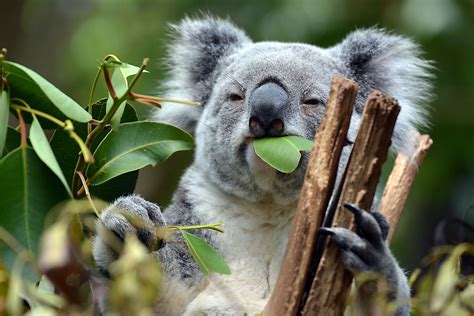 Koalas Eat Eucalyptus Leaves