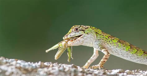 Lizards Eat Insects and Plants Mainly