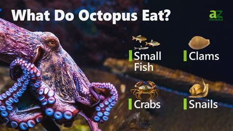 Octopus Food and Diet