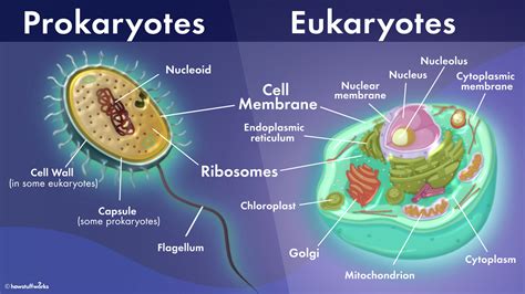 Prokaryotes and Eukaryotes Shared Traits