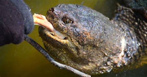 Snapping Turtles Eat Variety Foods