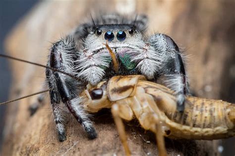 Uncovering What Do Spiders Eat Secrets: Your Ultimate Guide