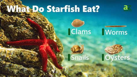 Starfish Diet and Food Sources
