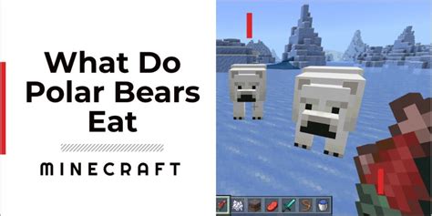 What Do The Polar Bears In Minecraft Eat