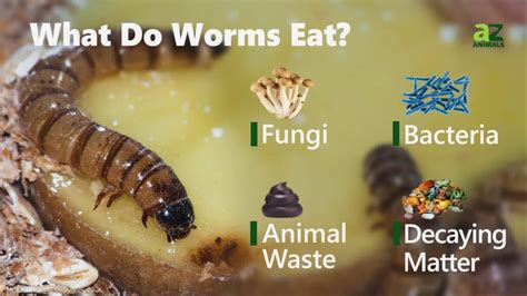 What Do Worms Eat: Natural Mystery Unveiled!