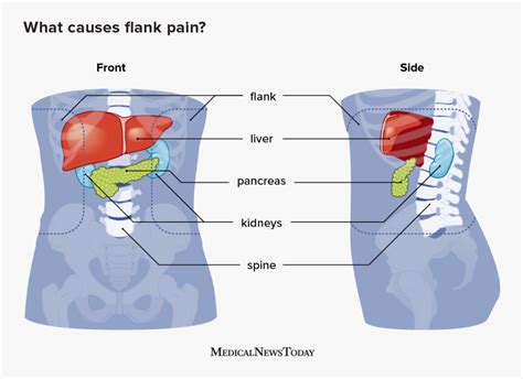 What Does Flank Mean