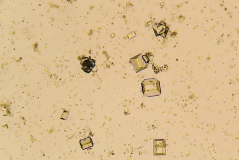 What Does Protein In Dogs Urine Mean