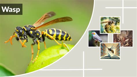What Does Wasp Meaning From Nature To Culture