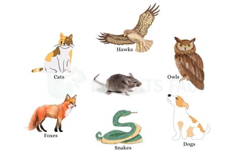 What Eats A Mice A List Of Predators And Raptors