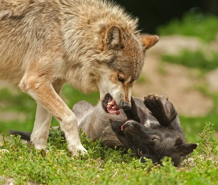 What Eats Wolves Ultimate List Of Wolf Predators 6 Examples