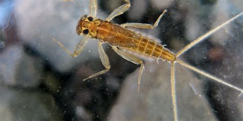 What Insects Tell Us About Water Quality Ausable Freshwater Center
