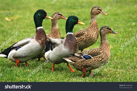 Discover Flock Name of Ducks!