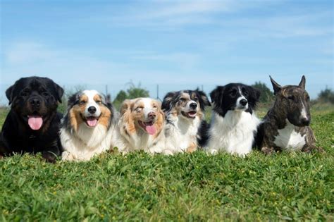 Uncovering the Term for a Group of Dogs: A Fascinating Insight