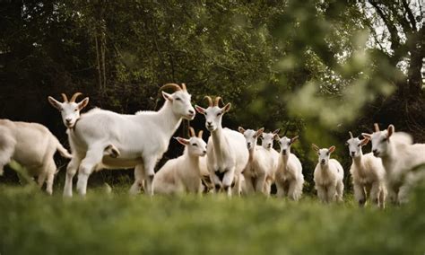 What Is A Group Of Goats Called A Comprehensive Guide Berry Patch Farms