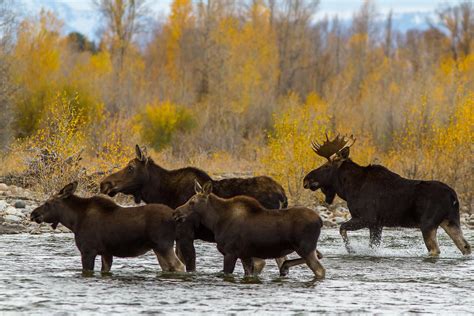 What Is A Group Of Moose Called Worldatlas