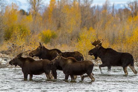 5 Ways to Call Moose Group